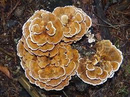 Attēlu rezultāti vaicājumam “Trametes”