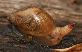 Attēlu rezultāti vaicājumam “Leucochloridium paradoxum”