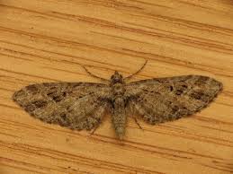 Attēlu rezultāti vaicājumam “Eupithecia exiguata”