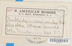 Attēlu rezultāti vaicājumam “Serpoleskea confervoides”