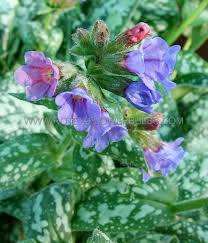 Attēlu rezultāti vaicājumam “Pulmonaria saccharata leaf”