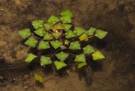 Attēlu rezultāti vaicājumam “Trapa natans”