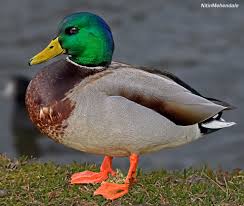 Attēlu rezultāti vaicājumam “Anas platyrhynchos male”