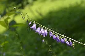 Attēlu rezultāti vaicājumam “Campanula rapunculoides leaf”