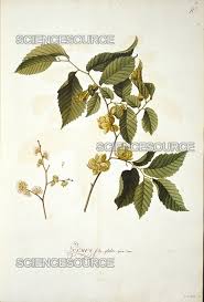 Attēlu rezultāti vaicājumam “Ulmus glabra”