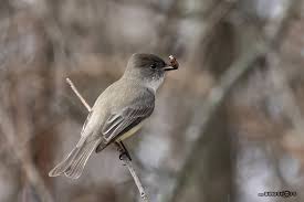 Image result for Sayornis phoebe