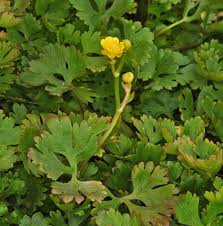 Attēlu rezultāti vaicājumam “Ranunculus brunnescens”