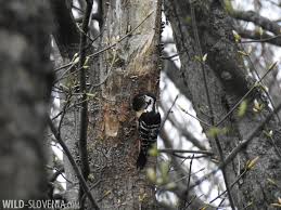Attēlu rezultāti vaicājumam “Dendrocopos leucotos female”