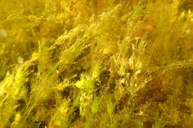 Attēlu rezultāti vaicājumam “Chara intermedia male”