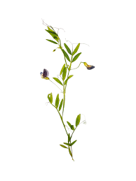 Attēlu rezultāti vaicājumam “Ononis arvensis leaf”