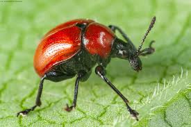 Attēlu rezultāti vaicājumam “Attelabus nitens”