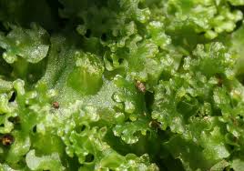 Attēlu rezultāti vaicājumam “Pellia endiviifolia”