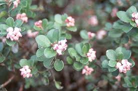 Attēlu rezultāti vaicājumam “Exobasidium uvae-ursi”