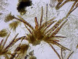 Attēlu rezultāti vaicājumam “Acrocordia gemmata”