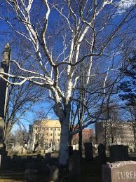 Attēlu rezultāti vaicājumam “Betula papyrifera”