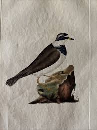 Attēlu rezultāti vaicājumam “Charadrius hiaticula”