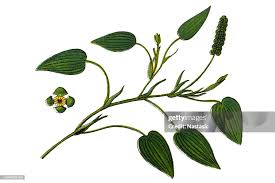 Attēlu rezultāti vaicājumam “Potamogeton natans leaf”