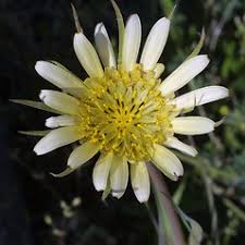 Attēlu rezultāti vaicājumam “Tragopogon heterospermus flower”