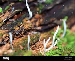 Attēlu rezultāti vaicājumam “Ramariopsis pulchella”