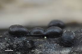 Attēlu rezultāti vaicājumam “Diderma subviridifuscum spores”