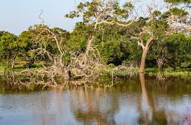 Image result for Яла заповедник