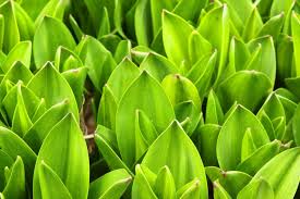 Image result for Herbstzeitlose