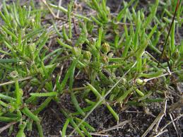 Attēlu rezultāti vaicājumam “Spergularia marina bud”