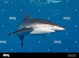 Image result for Carcharhinus falciformis
