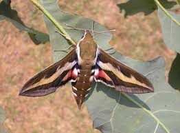 Attēlu rezultāti vaicājumam “Hyles gallii imago”