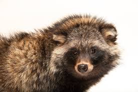 Attēlu rezultāti vaicājumam “Nyctereutes procyonoides”