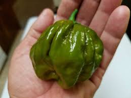 Afbeeldingsresultaat voor 7 pot hot pepper