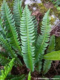 Attēlu rezultāti vaicājumam “Polystichum lonchitis”