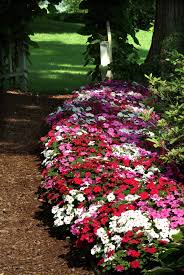 Image result for Impatiens walleriana