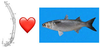 Image result for Mugil curema