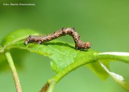 Attēlu rezultāti vaicājumam “Shargacucullia scrophulariae larva”