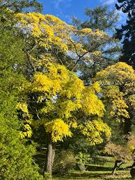 Attēlu rezultāti vaicājumam “Phellodendron amurense flower”
