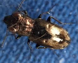 Attēlu rezultāti vaicājumam “Notiophilus biguttatus”