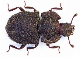 Attēlu rezultāti vaicājumam “Zopheridae”