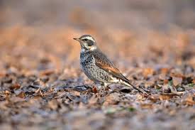 Image result for Turdus eunomus