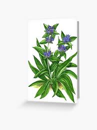 Attēlu rezultāti vaicājumam “Gentiana cruciata”