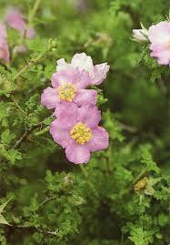 Attēlu rezultāti vaicājumam “xComagaria rosea”