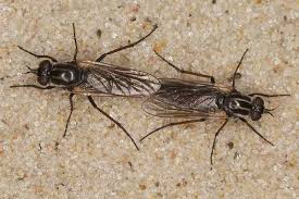 Attēlu rezultāti vaicājumam “Therevidae larva”