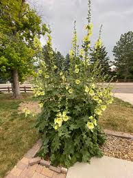 Image result for Alcea rugosa
