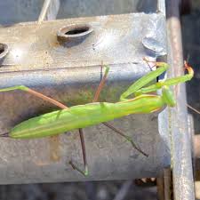 Attēlu rezultāti vaicājumam “Mantis religiosa”