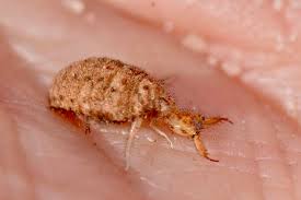 Attēlu rezultāti vaicājumam “Myrmeleontidae”