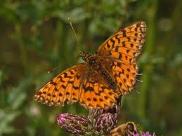 Attēlu rezultāti vaicājumam “Boloria titania”