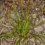 Attēlu rezultāti vaicājumam “Carex digitata leaf”