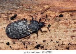 Attēlu rezultāti vaicājumam “Bolitophagus reticulatus imago”