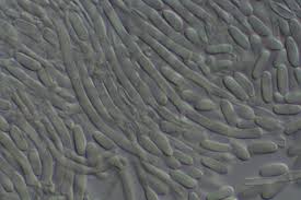 Attēlu rezultāti vaicājumam “Nectria cinnabarina”