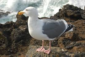 Attēlu rezultāti vaicājumam “Larus argentatus eggs”